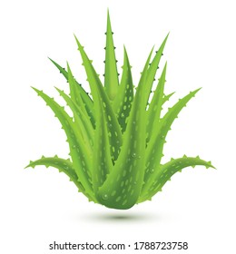 Aloe Vera with Water Drops Isolated on White Background. Vector Illustration.