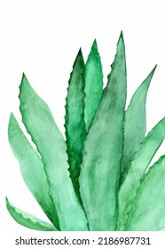 Aloe vera watercolor hand drown illustration. Green plant botanical painting isolated on white background.