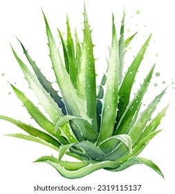 Ilustración de acuarela de Aloe Vera. Diseño de elementos submarinos dibujados a mano. Elemento de diseño marino vectorial artístico. Ilustración para tarjetas de felicitación, impresión y otros proyectos de diseño.