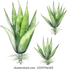 Ilustración de acuarela de Aloe Vera. Diseño de elementos submarinos dibujados a mano. Elemento de diseño marino vectorial artístico. Ilustración para tarjetas de felicitación, impresión y otros proyectos de diseño.