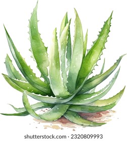 Ilustración de acuarela de Aloe Vera. Diseño de elementos submarinos dibujados a mano. Elemento de diseño marino vectorial artístico. Ilustración para tarjetas de felicitación, impresión y otros proyectos de diseño.