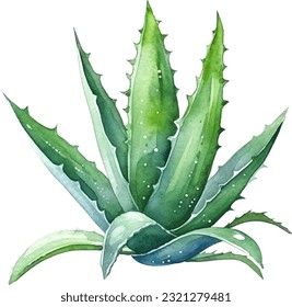 Aloe Vera Watercolor illustration. Hand drawn underwater element design. Artistic vector marine design element. Illustration for greeting cards, printing and other design projects.