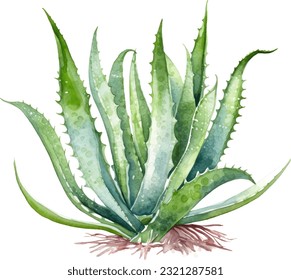 Ilustración de acuarela de Aloe Vera. Diseño de elementos submarinos dibujados a mano. Elemento de diseño marino vectorial artístico. Ilustración para tarjetas de felicitación, impresión y otros proyectos de diseño.