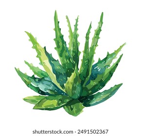 Aloe Vera Aquarell Illustration - handgezeichnetes künstlerisches marines Designelement