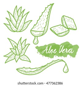 Aloe Vera Watercolor Painting