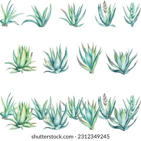 aloe vera.Conjunto de plantas suculentas de acuarela. Ilustración vectorial dibujada a mano.