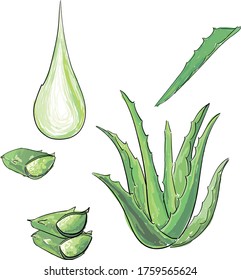 aloe vera, whole, piece, leaf