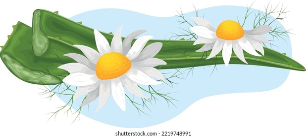 Aloe-vera. Aloe leaves with chamomile flowers. Medicinal plant. A plant for cosmetics. Vector illustration.