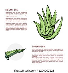 Aloevera. herbal concept. Aloe vera plant leaves cut isolated on white. Vector illustration.