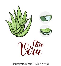 Aloevera. herbal concept. Aloe vera plant leaves cut isolated on white. Vector illustration.