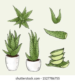 Aloevera Icon Vector Illustration, Doodle Collectin.