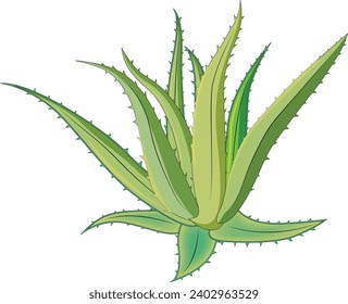 Aloevera isolated on white background