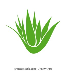 Aloevera isolated on a white background, Vector illustration