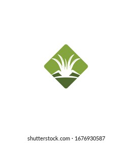 Aloevera logo vector template illustration