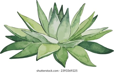 aloevera plant isolated on white in watercolor painting