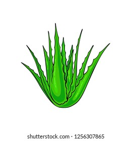 Aloevera vector illustration