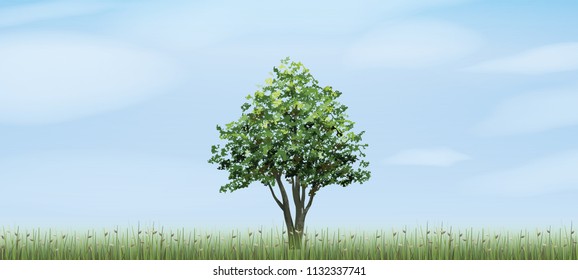Alone tree in green field area with blue sky and clouds background. Outdoor natural abstract background. Use for natural article both on print and website. Vector illustration.