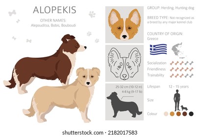 Alopekis all colours clipart. Different coat colors and poses set.  Vector illustration