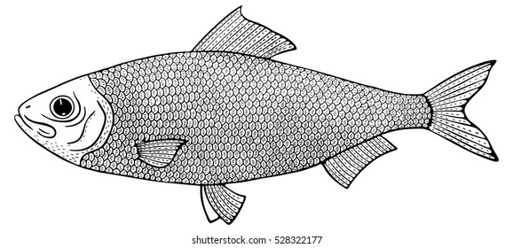 alosa kessleri