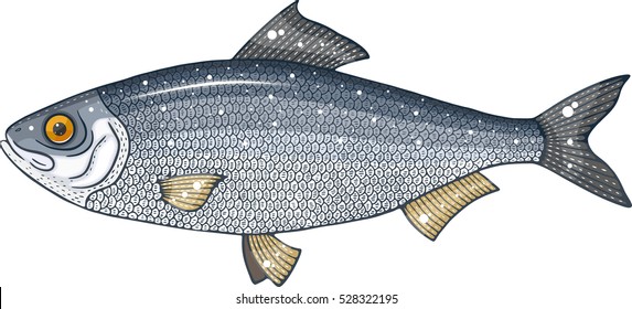 alosa kessleri
