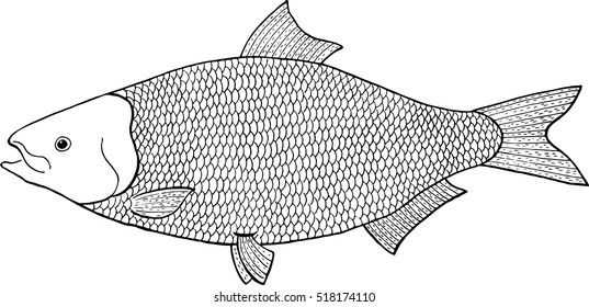 alosa sapidissima