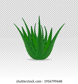 Alovera with a transparent background