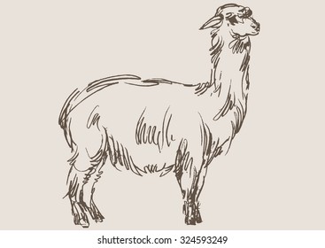 alpaca animal,  hand draw sketch 