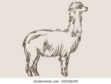 alpaca animal,  hand draw sketch 