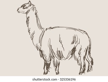 alpaca animal,  hand draw sketch