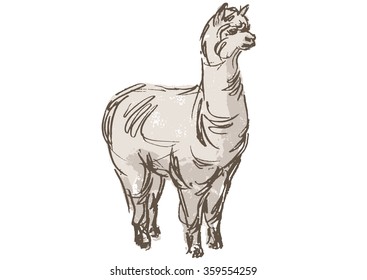 Alpaca Animal,  Hand Draw Sketch 