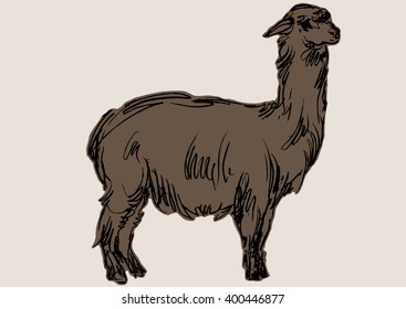 alpaca animal,  hand draw sketch