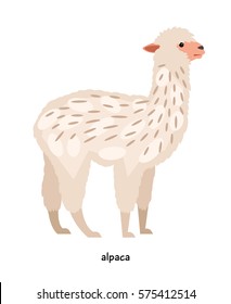 Alpaca - animal with long neck, resembling sheep, representative of camel family 