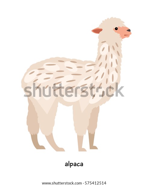 アルパカ ラクダ科の代表的な羊に似た長い首を持つ動物 のベクター画像素材 ロイヤリティフリー