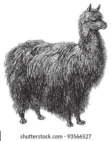 Alpaca (Auchenia Paco) / vintage illustration from Meyers Konversations-Lexikon 1897