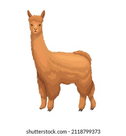 Alpaca in caroon style. . Llama mammal for design zoo. Isolated alpaca animal, vector illustration.
