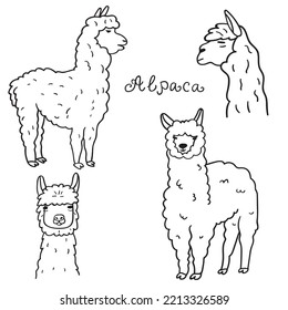 Alpaca. Kollektion von Skizzen auf weißem Hintergrund.