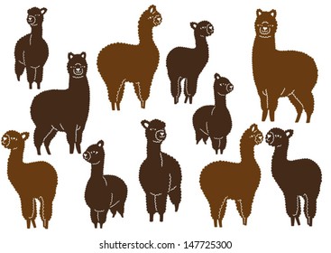 Alpaca farm