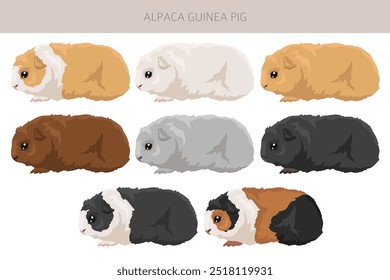 Alpaca Guinea pig clipart. All coat colors cavies set. Small Pet Rodents. Vector illustration