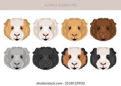 Alpaca Guiné Suína Clipart. Todas as cores do casaco cavies conjunto. Pequenos roedores de estimação. Ilustração vetorial