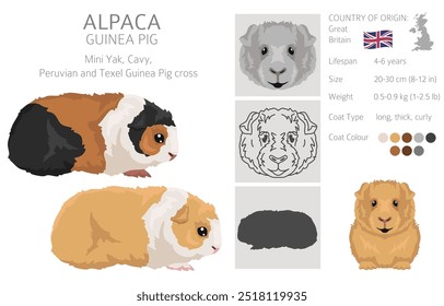 Alpaca Guinea pig clipart. All coat colors cavies set. Small Pet Rodents. Vector illustration