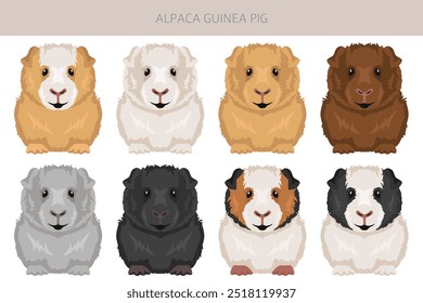 Alpaca Guinea pig clipart. All coat colors cavies set. Small Pet Rodents. Vector illustration