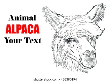 Alpaca, hand drawing,