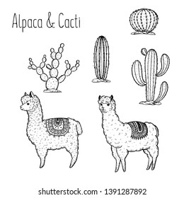 Alpaca Hand drawn vector illustration. Cute llamas and cactus.  Alpaca, llama, cactus background.