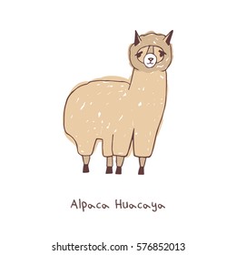 Alpaca hand drawn vector illustration on white background.