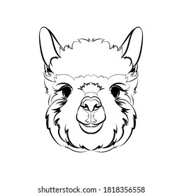 Alpaca (head). Line drawing. Black and white illustration. Vector.