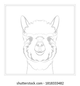 Alpaca (head). Line drawing. Vector illustration.