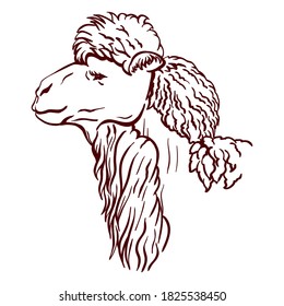 alpaca head in profile. vector sketch on white background