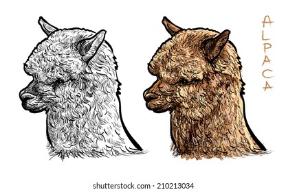 Alpaca head-sketch vector on white background