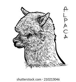 Alpaca head-sketch vector on white background