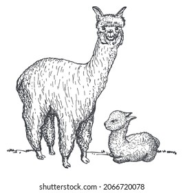 Alpaca and her cub sketch. Llama mama with baby, hand drawing sketch of domesticated South America camelid animal.